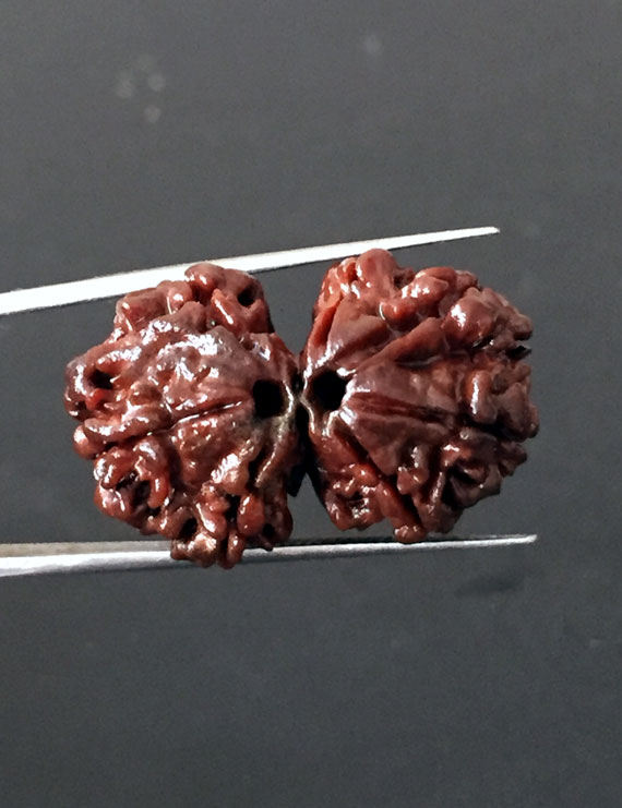 GauriShankar Rudraksha Certified (Nepal Origin) Size-27.00 mm